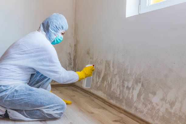 Licensed Basement Mold Remediation service in Lawrence, MA - 24 Hour Mold Removal