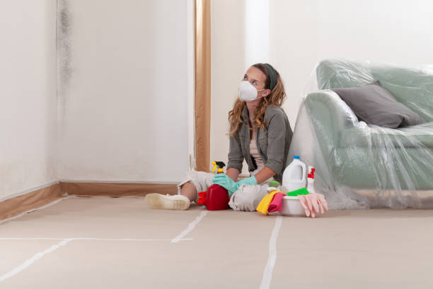Reliable Basement Mold Remediation contractor in Lawrence, MA by 24 Hour Mold Removal